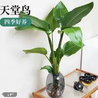 天堂鸟盆栽室内耐寒植物绿植净化空气水养鹤望兰四季常青