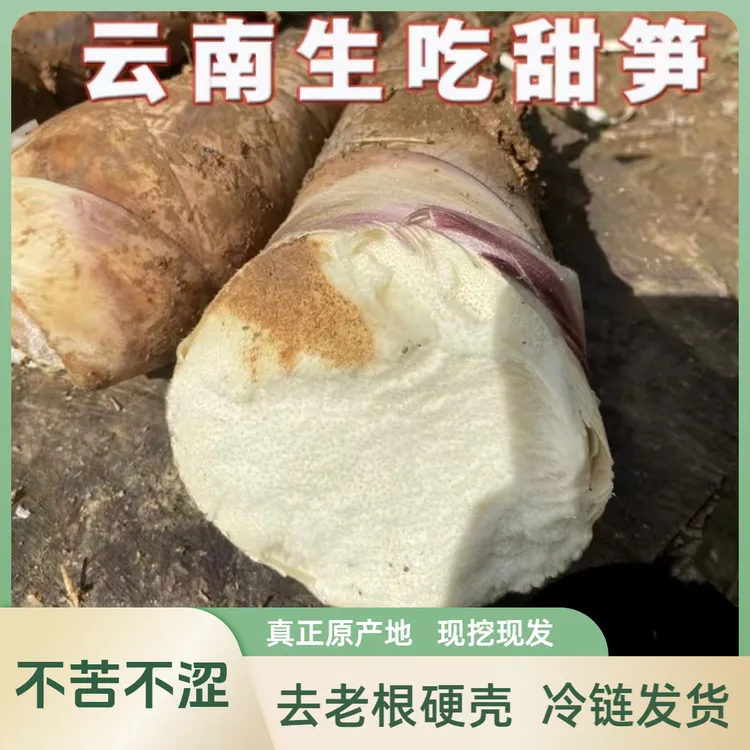 正宗云南生吃甜笋产地直发鲜嫩竹笋不苦甜龙笋精品云南甜笋