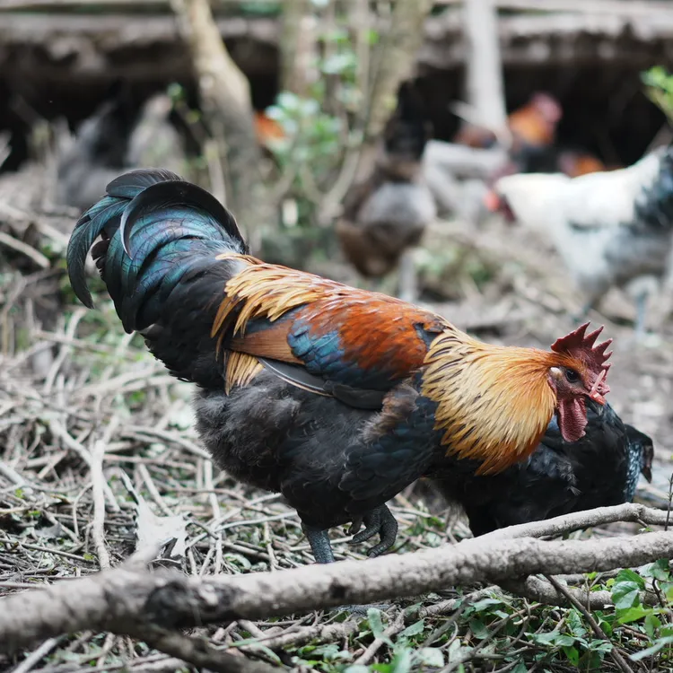 【跑山鸡】林间放养粮食喂养（两只/净重4kg）冰鲜鸡