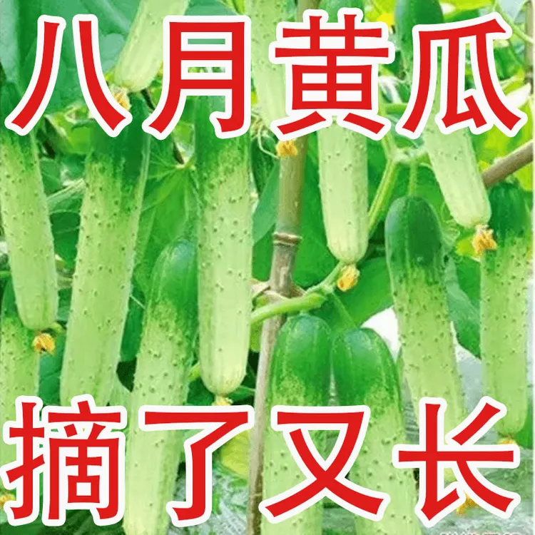 【唐山秋瓜种子】水果黄瓜种籽阳台小院秋季易播种蔬菜籽四季种植