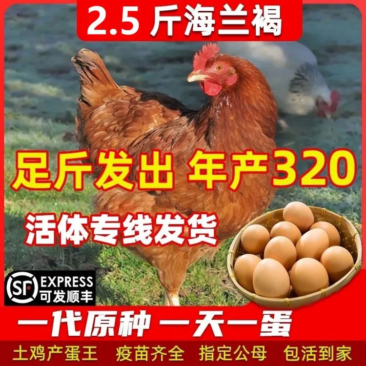 农村散养土鸡成年鸡产蛋王纯种海兰褐2.5斤左右大鸡活体包邮包活