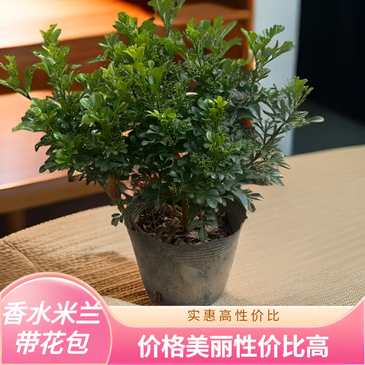 香水米兰花独杆棒棒糖型粗杆香水米仔兰花盆栽卉绿植物开花平安树
