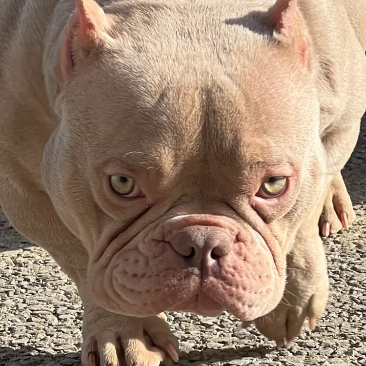 【奥特家族犬舍】恶霸犬 活体狗狗