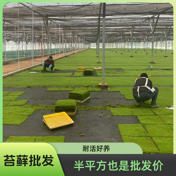 鲜活苔藓批发苔藓草皮庭院假山造景青苔藓盆景花盆铺面专用绿植