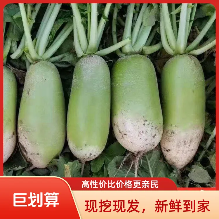 河南农家自种附近新鲜现挖青皮萝卜青萝卜清脆多汁可生吃时令蔬菜