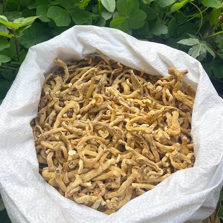 【土玉竹】高山玉竹  山货 非种植  无硫  煮水 炖汤