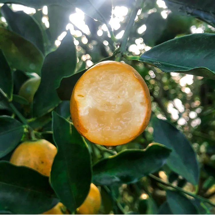 广西滑皮金桔甜蜜细腻新鲜现摘1-4.5斤