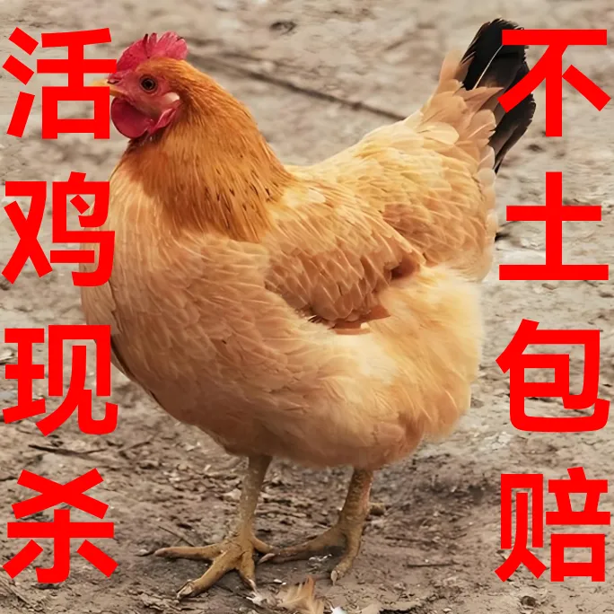 老母鸡一年半以上散养
