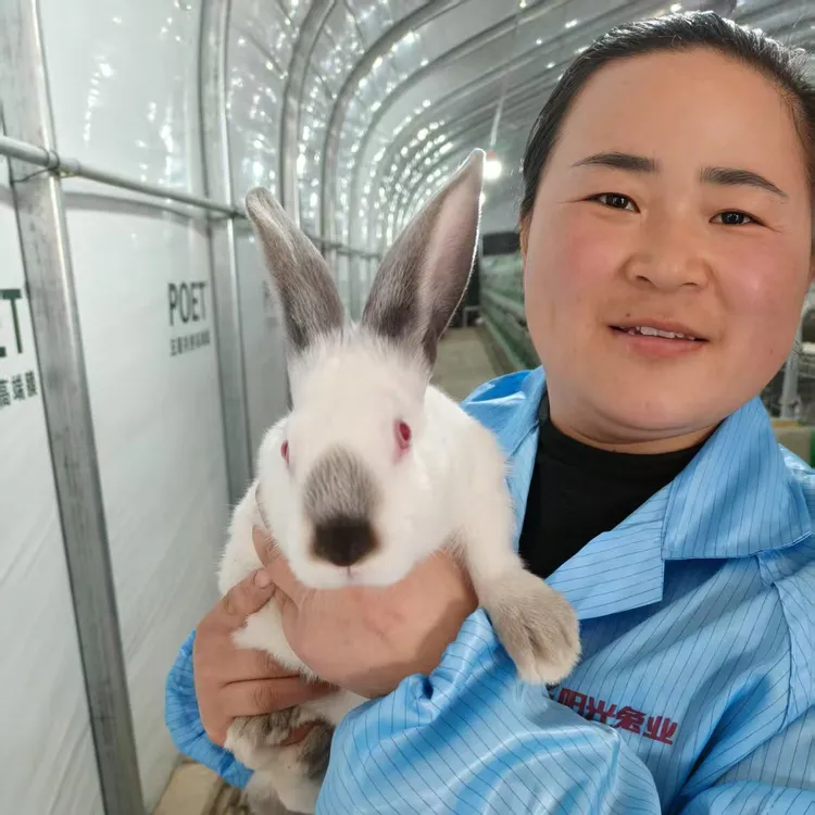 大型肉兔纯种伊拉肉兔活兔八点黑纯白兔月月兔可食可繁殖已打疫苗