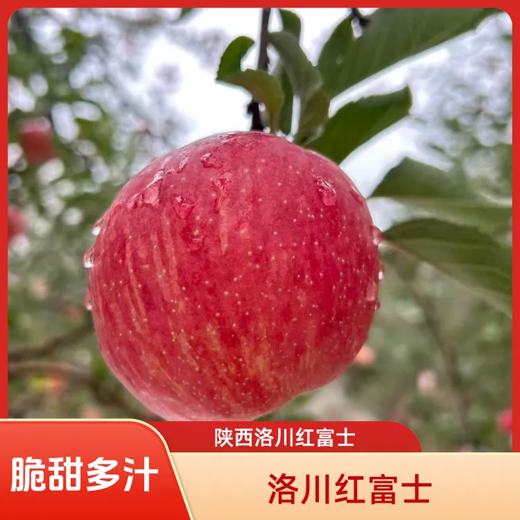 【产地直发】正宗陕西洛川红富士苹果3斤/10斤脆甜多汁现货现发