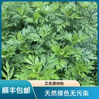 贵州野生蒿芝 白蒿野菜 新鲜苦蒿绿杆蒿 蒿芝青团 驱蚊艾灸泡脚