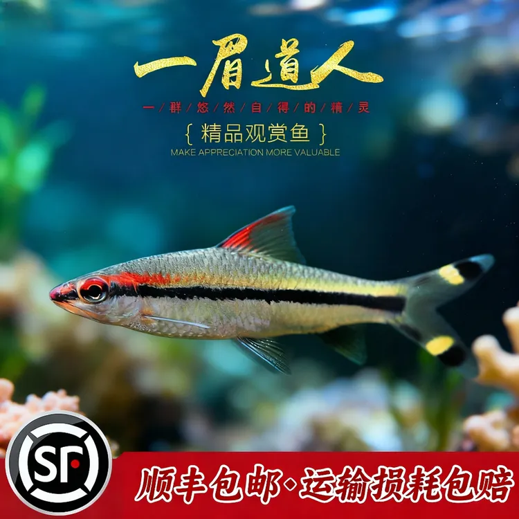 道人淡水鱼小型活体发货新手草缸群游淡水一眉道人观赏鱼彩虹