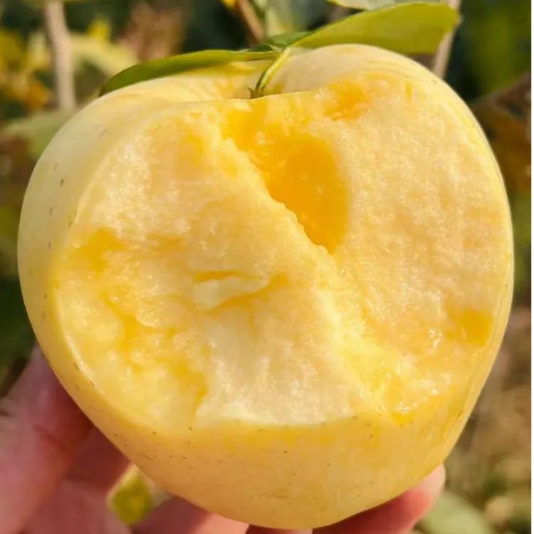 【有机黄金维纳斯苹果】头茬农场直发原生态脆甜多汁香气浓郁 专属2