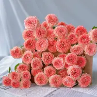 【小仙女】云南斗南基地现采现发品质好小仙女多头玫瑰10支