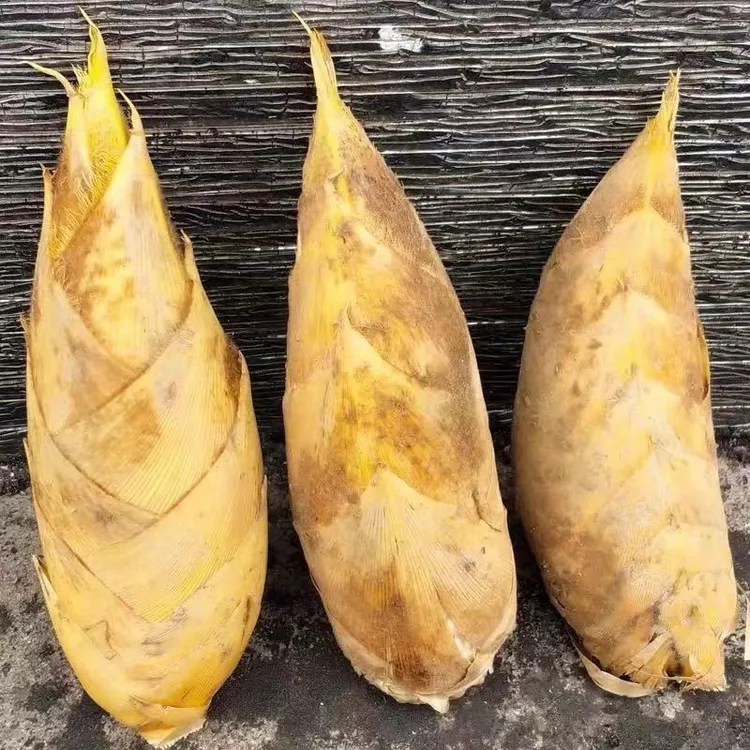 新鲜现挖冬笋深山大竹笋江西产地直发冬笋脆嫩甜笋不涩口带壳冬笋