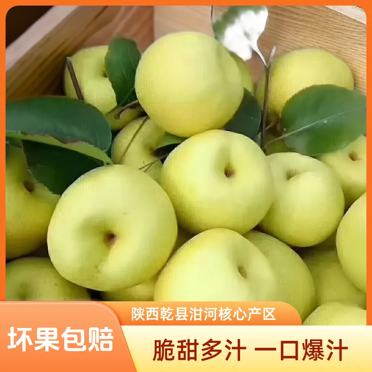 直播价格【助农直发】陕西乾县泔河酥梨 现摘现发10斤装 自家果园脆甜多汁