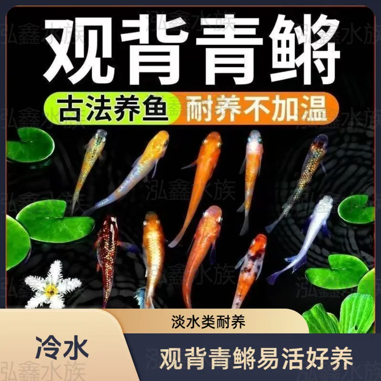 观背青鳉小型冷水观赏鱼不打氧不过滤好养活除油膜鱼青鳉鱼观赏鱼