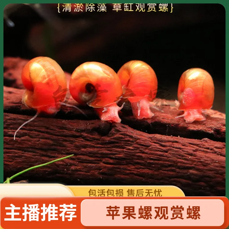 苹果螺除藻螺迷你观赏螺蜗牛工具螺水草缸除苔清理残食清洁螺好养