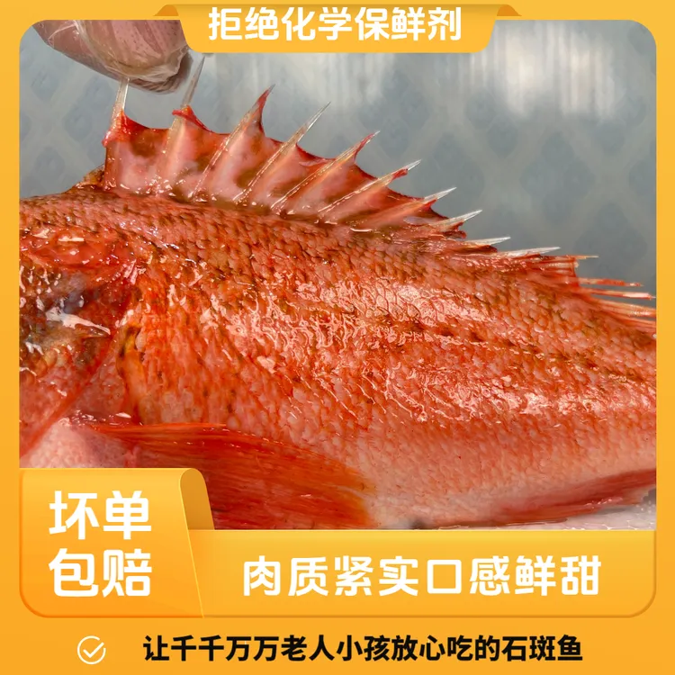 非养殖石斑鱼黑腹鲉鱼肉质口感鲜美海鲜水产味道鲜美速冻顺丰包邮