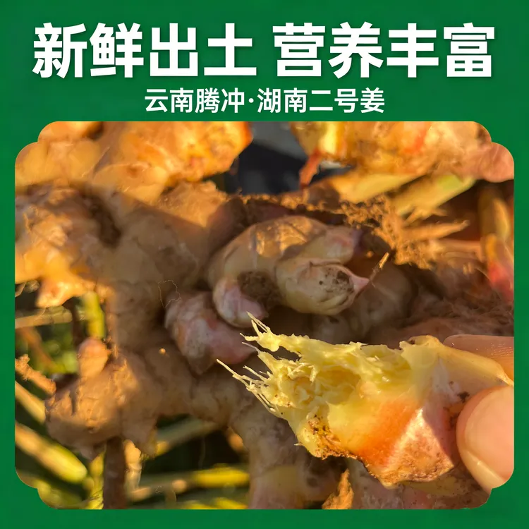 云南小黄姜湖南二号新鲜现挖高山山地种植香味浓郁辛辣够味可批发