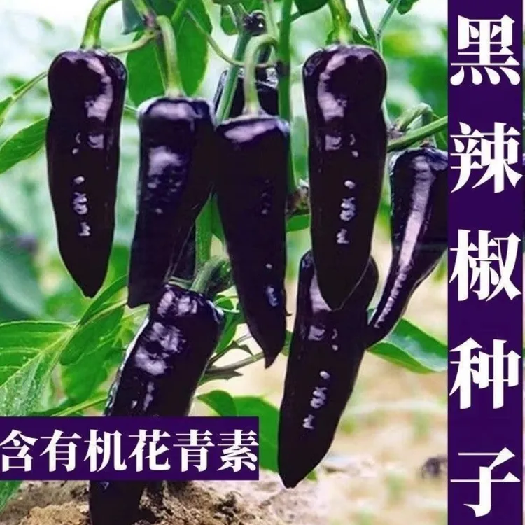 【黑美人辣椒种子】家庭阳台小院盆栽地栽四季种植