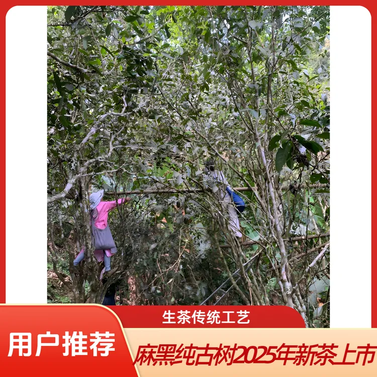 2025年麻黑古树头春散茶