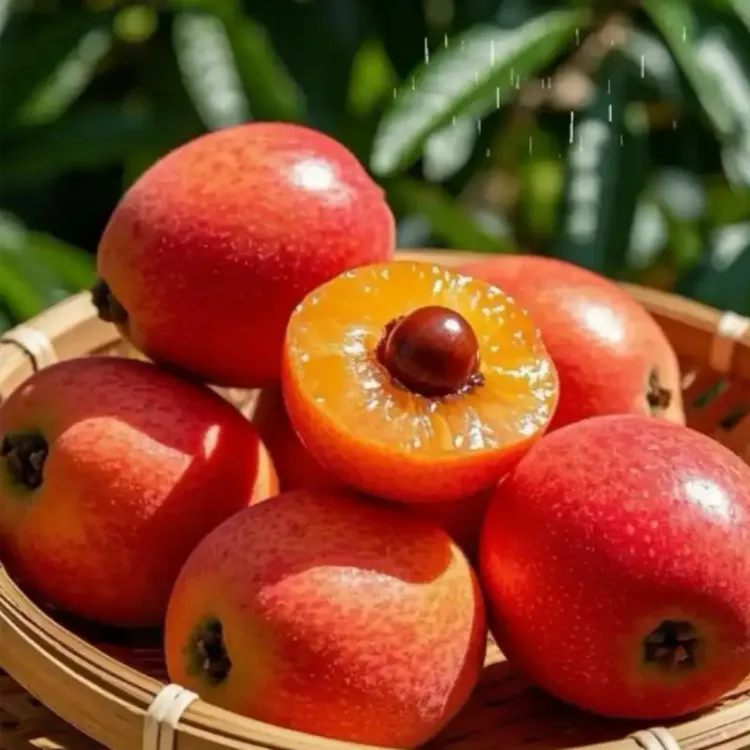 正宗大果砂糖红枇杷树苗南方北方种植枇杷苗盆栽地栽果树耐寒耐热