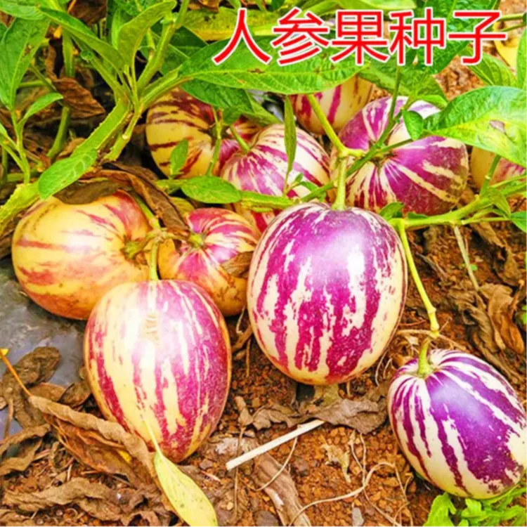 人参果种子四季播种特色水果种子黄心高产蔬菜籽庭院阳台花卉盆栽
