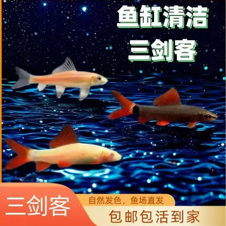 彩虹鲨粉红鲨金苔鼠热带观赏鱼可混养清洁鱼缸吃残渣除藻