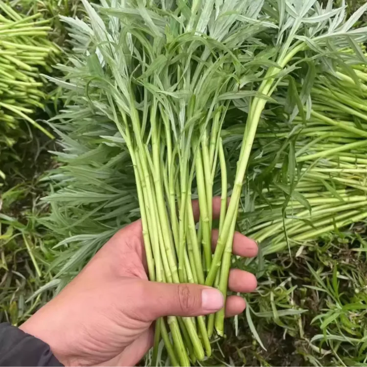 芦蒿种子四季种植清香脆嫩四季可种简单易栽培蔬菜水蒿柳蒿种子商品图