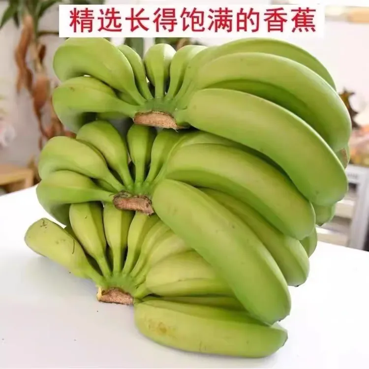 云南高山青皮香蕉 新鲜现发 不催熟不水洗不泡药 青皮发货