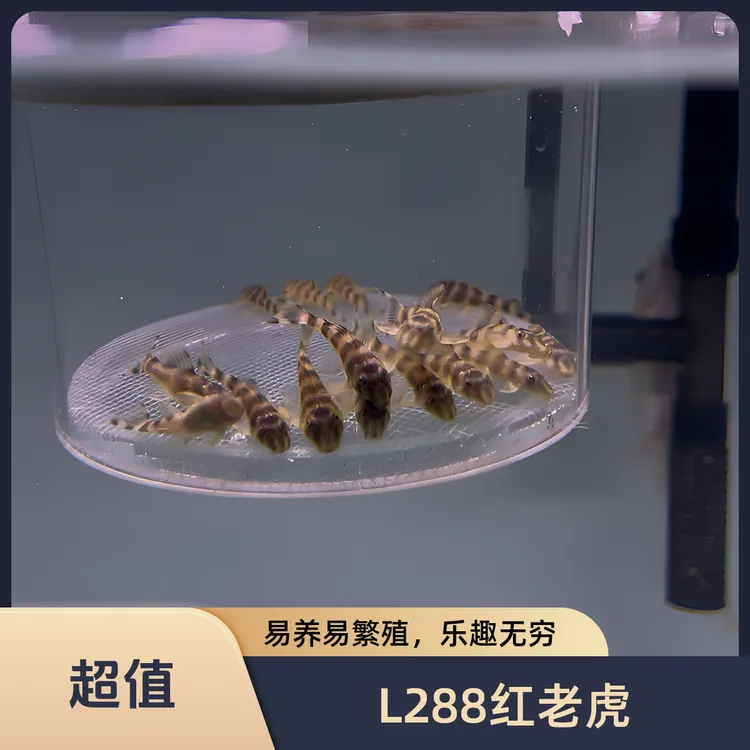 L288红老虎异型鱼异形鱼南美观赏鱼水族南美缸异型鱼繁殖稀有小型