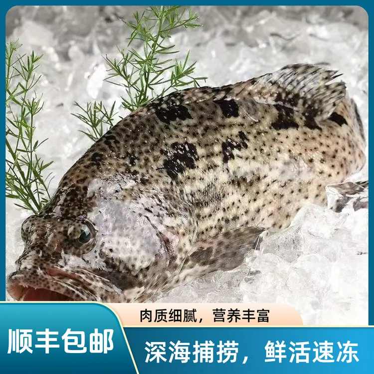 4斤石斑鱼大号龙胆石斑青斑老虎斑珍珠斑鲜活放血速冻锁鲜海鱼