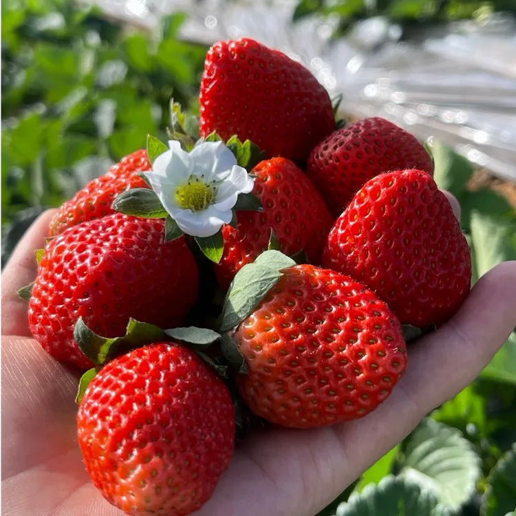 「香菜果园」香甜草莓隋珠和粉玉混装现摘现发又小又甜