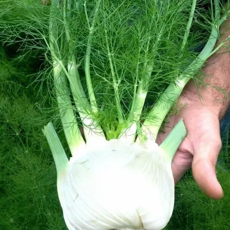 【ZS球茎茴香种子】割茬小茴香结球四季播种子阳台盆栽蔬菜