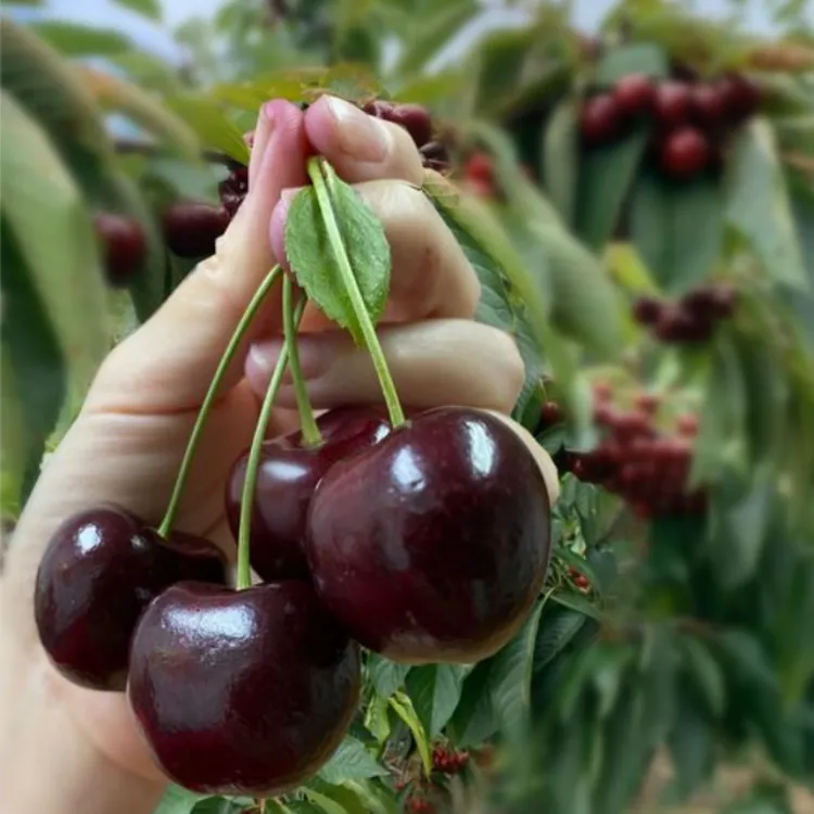嫁接车厘子树苗樱桃树苗果树苗庭院盆栽地栽南北方种植抗寒抗旱