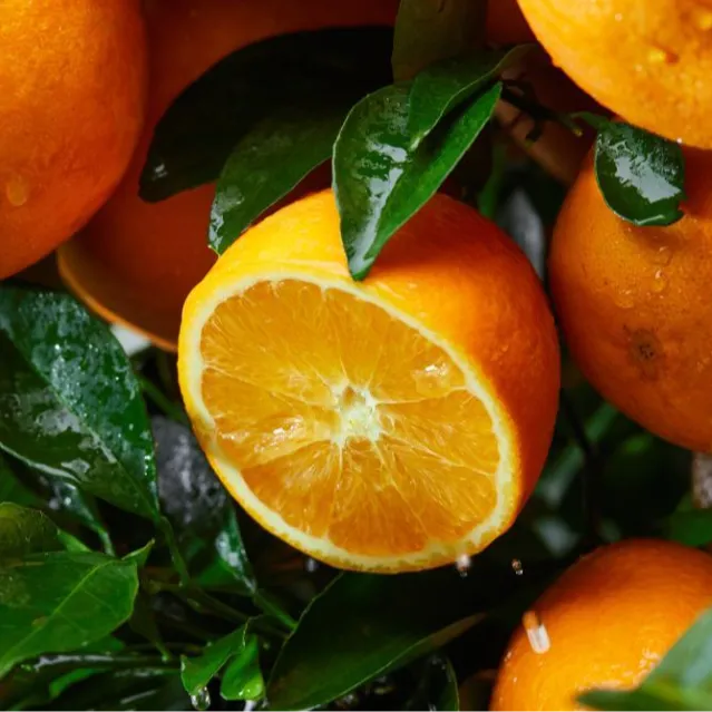 赣南脐橙早橙原产地直发5-5.4斤