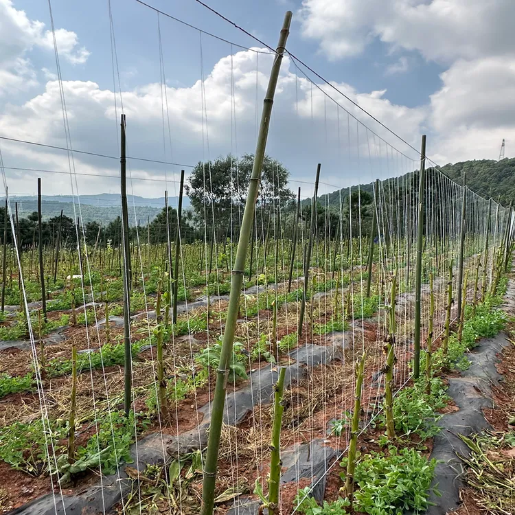 新型蔓生爬藤网豆类爬藤网瓜果爬藤网山药爬藤网人参果辣椒爬藤网