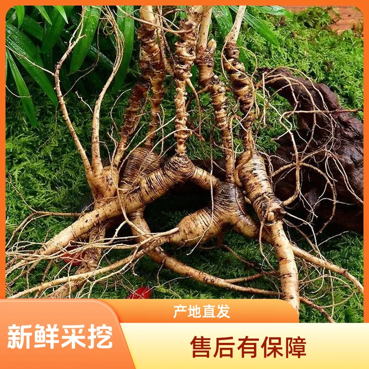 高档东北长白山林下参改价链接一物一拍具体以直播间实物为准
