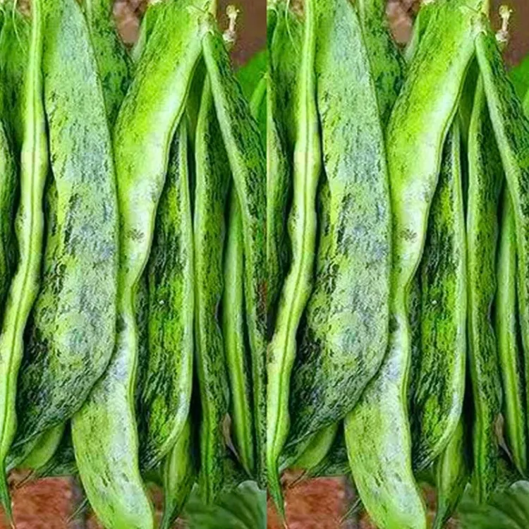 【大马掌豆角种子】四季种植盆栽地栽阳台小院种植