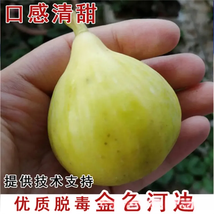 新品种芭劳奈无花果苗特大无花果树苗盆栽地栽种植当年结果果树苗