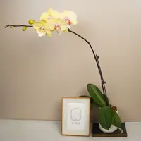 悠花里高档蝴蝶兰【大吉大利】带花带花苞开花珠发货