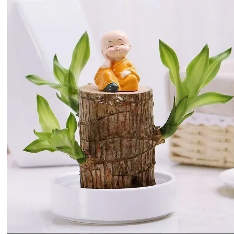 金谷园中室内小绿植巴西木幸运木桌面绿植办公室绿植精品带芽发货