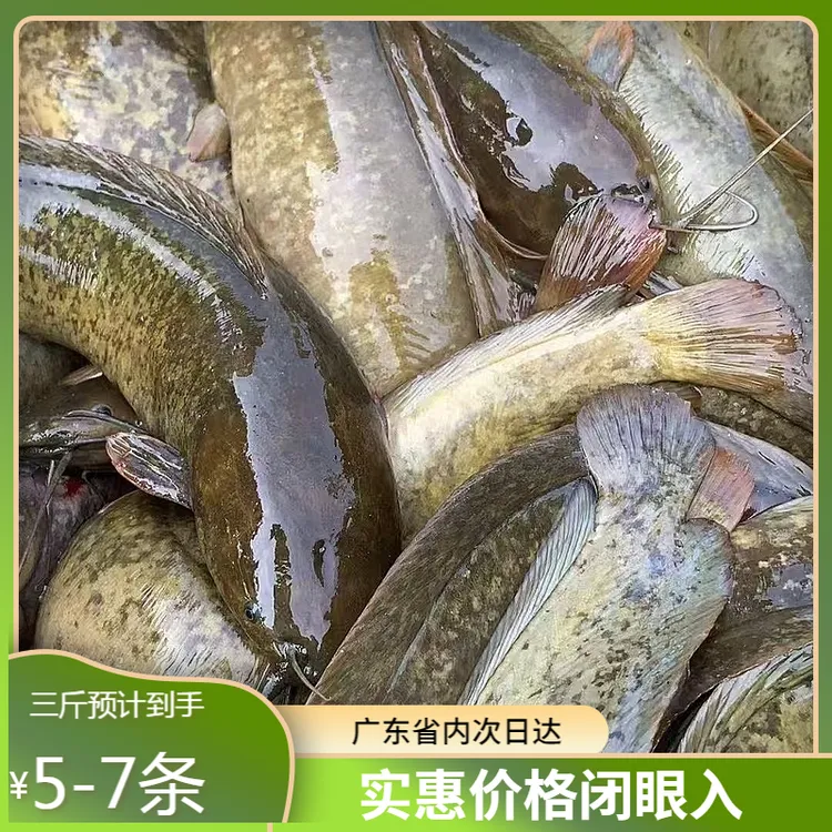 正宗农村土滑哥土塘鲺土塘角鱼现捞现寄顺丰活体鲜活速递包活到家