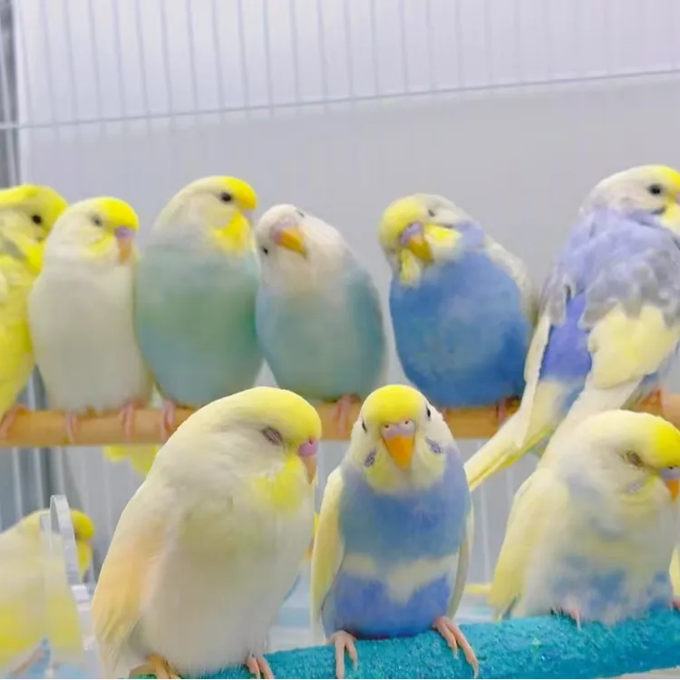 金彩  可爱粘人 手养鹦鹉