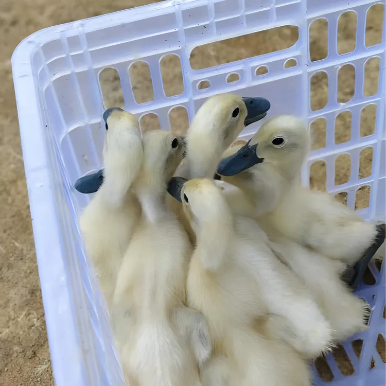 【顺丰包邮】5只连城白鹭鸭鸭苗现发连城白鸭农家散养土鸭子白鹭鸭