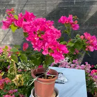 大苗［同安红］勤花品种三角梅四季勤花好养易活2