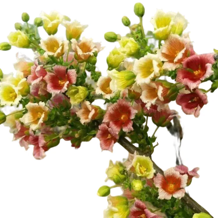 文冠花浓香型状元花室内外阳台庭院可过冬好养文冠花树苗文冠果