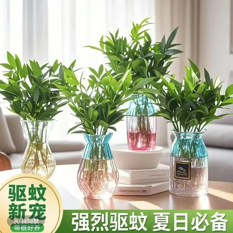 水培驱蚊竹柏盆栽室内花卉绿植四季常青好养易活桌面绿植