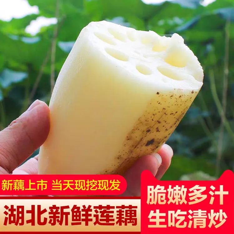 湖北新鲜现挖脆藕莲藕可清炒凉拌煲汤的应季生鲜蔬菜爽口嫩藕带泥
